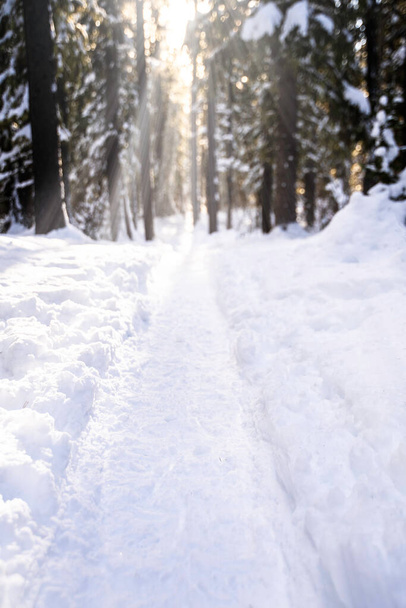 Una racchetta da neve invernale e un sentiero escursionistico attraverso la neve profonda nel West Bragg Creek Alberta Canada con i raggi del sole. - Foto, immagini