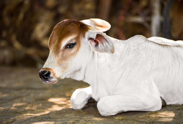 Молодая корова
 - Фото, изображение
