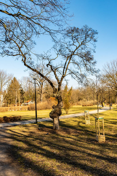 Kis görbe fa nő közel ösvény kis park - Fotó, kép