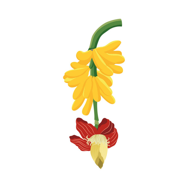 Branch of banana tree with bananas and flower flat vector illustration isolated. - Vektör, Görsel