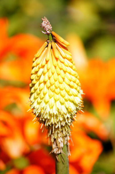 Kniphofia flower head on a bright background. - Photo, Image