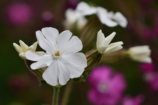 Макроснимок цветка белого кемпинга (silene latifolia) в цвету
 - Фото, изображение