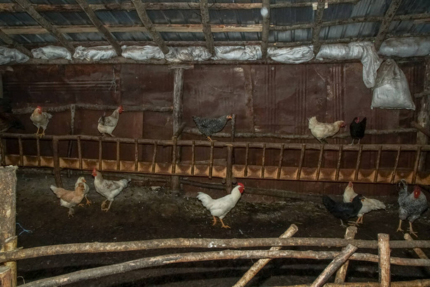 パドックで鶏の散歩。農場のパドックを歩いている間に穀物を探している普通の鶏と鶏 - 写真・画像