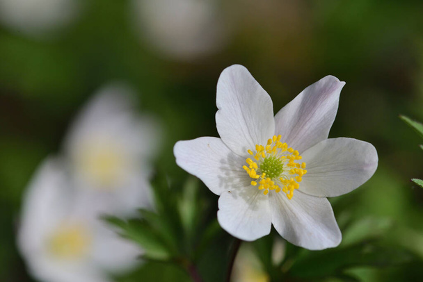 Kwitnące anemony drzewne - Zdjęcie, obraz