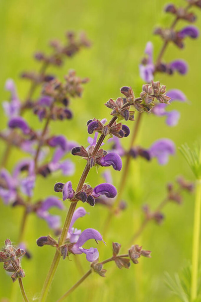 Värikäs lähikuva laukaus violetti niitty clary tai niitty salvia, Salvia prantensis - Valokuva, kuva