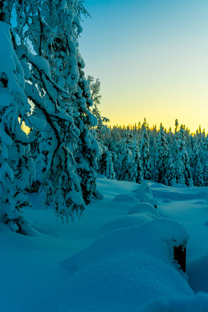 Sunset over a snow covered arctic pine forest in a winter wonderland. High quality photo - Foto, afbeelding