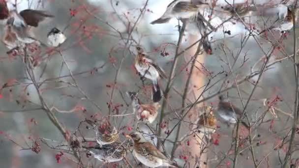 πτηνά αγρού σε ένα μεγάλο κοπάδι πέρκες σε κλαδιά του Rowan - Πλάνα, βίντεο