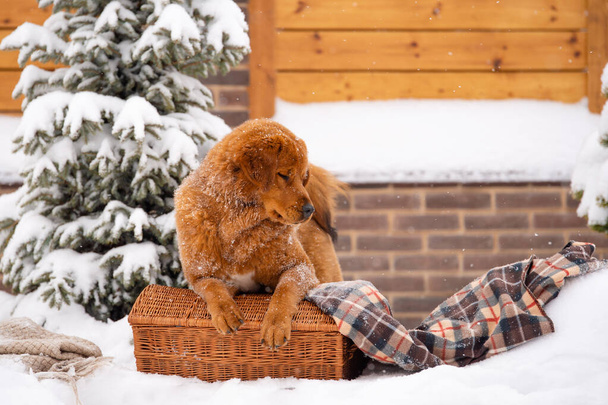 Große schöne Hund sitzt mit geschlossenen Augen im Winter. Rothaarige Hunde der tibetischen Dogge-Rasse. Ein Ingwerhund sitzt auf einem Weidenkorb und einer karierten Decke neben einem Weihnachtsbaum. - Foto, Bild