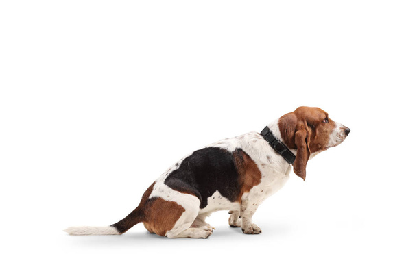 Profile shot of a basset hound dog isolated on white background - Fotoğraf, Görsel