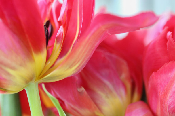 Um lindo buquê de tulipas rosa. Um presente para o Dia dos Namorados, 8 de março ou Dia das Mães - Foto, Imagem