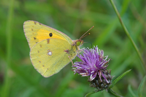 A clouded yellow, Colias crocea on a brown or brownray knapweed Centaurea jacea - Photo, Image
