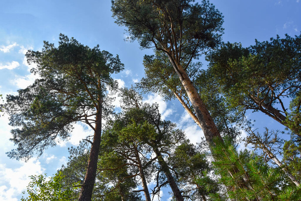 Huge pine trees against a blue blue sky in the Tsey gorge, North Ossetia, Russia - Fotó, kép