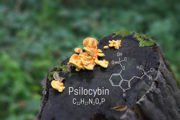 Strukturalna formuła chemiczna alkaloidów Psilocybiny na magicznych grzybach z tablicy. Naturalnie psychodeliczny prolek - Zdjęcie, obraz