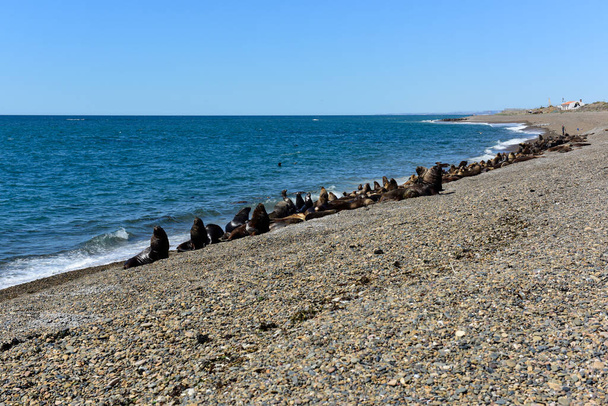 Мужской морской лев в прибрежной колонии, Патагония, Аргентина. - Фото, изображение