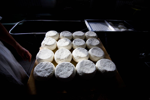 Suluguni cheese and feta cheese are stored on shelves in the basement of the dairy - Photo, Image