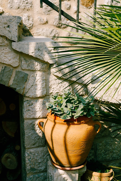 Outdoor stone flowerpots planters with hosta plant and date palm at the stone stairs. - Photo, Image