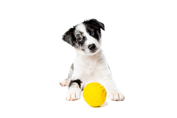 Border collie dog in front of a white background - Foto, afbeelding