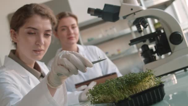 Medium shot of young female biologist sitting at worktop in biochemical lab, taking one of young plants using forceps while her coworker sitting on background and watching - Footage, Video