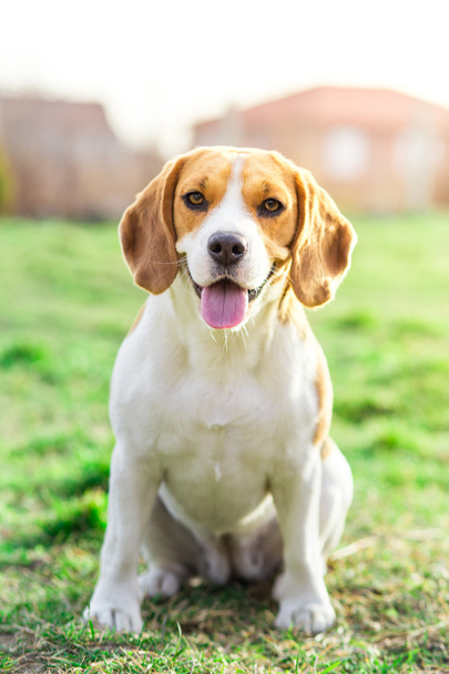 szczeniak Beagle blisko portret - Zdjęcie, obraz