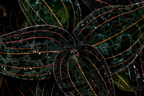 орхидея драгоценных камней (людизия обесцвечивания) листья - Фото, изображение
