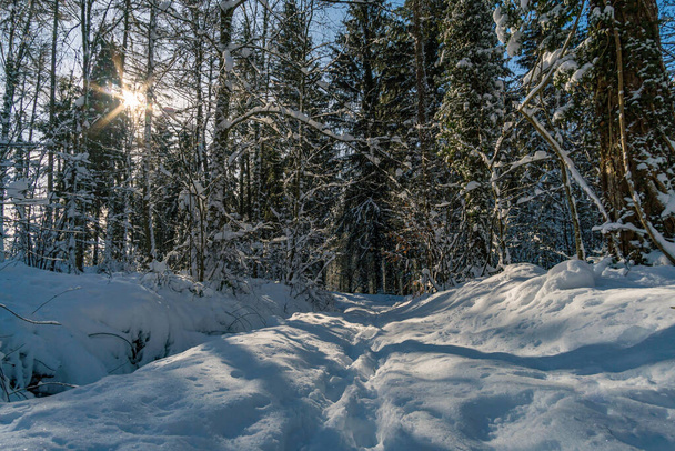 冬の不思議の国の素晴らしいスノーシューツアーレイクコンスタンス近くのゲーレンバーグ - 写真・画像