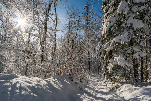 Тур на снегоступах в зимней стране чудес на Гебберге у Боденского озера - Фото, изображение