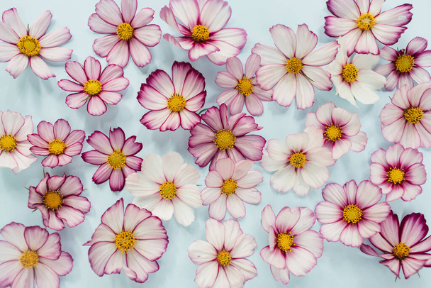 Floral composition. Pink flowers cosmos on blue background. Spring, summer concept. Flat lay, top view. - Фото, изображение