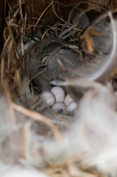 カナダ、ミネソタ州。ガーヴェ公園。ツリーツバメの巣箱で5個の卵. - 写真・画像