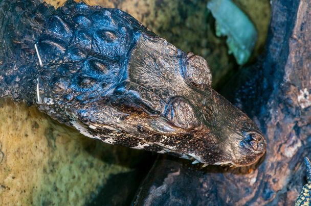 Owatonna, Minnesota. Caimão anão de Cuvier, Paleosuchus palpebrosus mostrando close-up da cabeça.  - Foto, Imagem