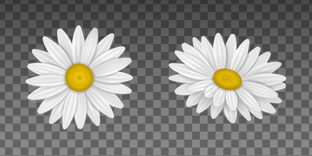 απομονωμένη απεικόνιση λουλουδιών μαργαρίτα  - Διάνυσμα, εικόνα