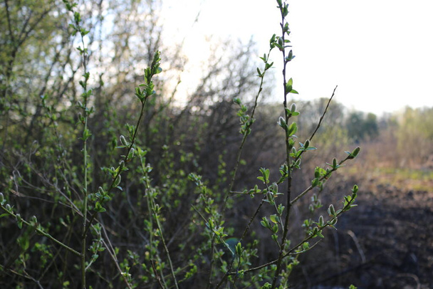 brotes esponjosos, hojas pequeñas, primavera, tiro cercano - Foto, Imagen