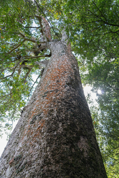 600 yıllık olduğuna inanılan Yeni Zelanda kauri ağacına bakın. - Fotoğraf, Görsel