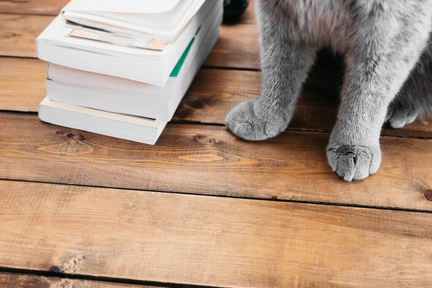 серые пушистые кошачьи лапы возле стопки тощих книг на деревянном фоне. селективный фокус - Фото, изображение