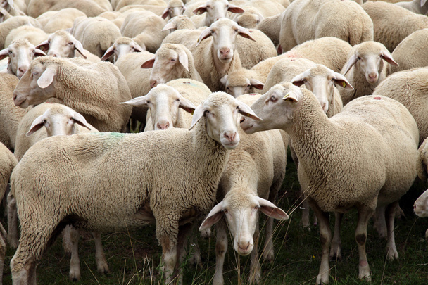 kudde schapen - Foto, afbeelding