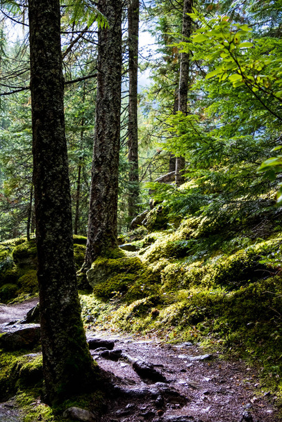 Vista de um caminho arborizado espesso coberto de muito musgo com luz solar fluindo em. - Foto, Imagem