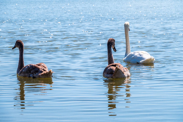 A white mute swan with orange and black beak and young brown coloured offspring with pink beak swimming in a lake with blue water on a winter sunny day. The mute swan, latin name Cygnus olor. - 写真・画像