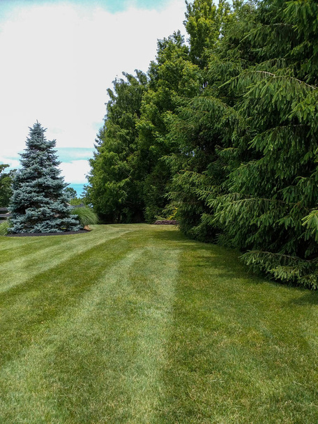 The beauty of a newly mown yard in the summer. - Foto, Imagen
