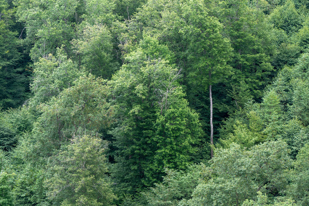 A high angle view of a forest of treetops. - Photo, Image