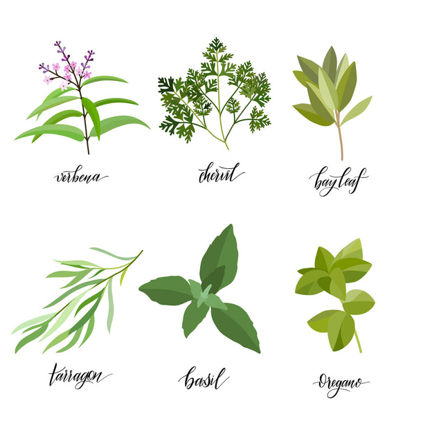 Herbs and spices big set. - Vector, Imagen