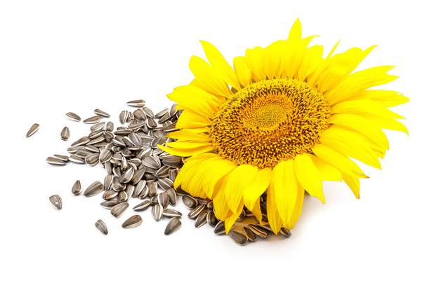 Krásné slunečnice a semena na bílém pozadí - Fotografie, Obrázek