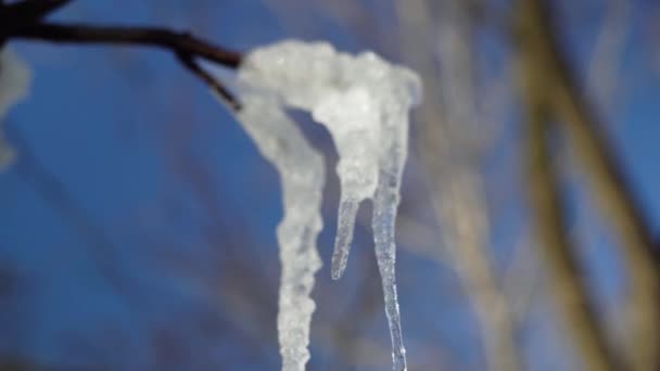 fusione del ghiacciolo, gocciolamento d'acqua dal ghiacciolo in primavera, primo piano con sfondo sfocato - Filmati, video