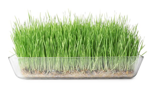 Grama de trigo verde fresca em tigela no fundo branco - Foto, Imagem