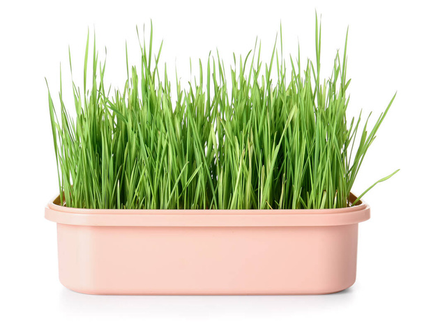 Beyaz zemin üzerinde plastik kabın içinde taze yeşil buğday çimeni - Fotoğraf, Görsel