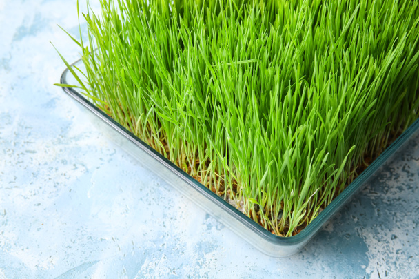 Fresh wheatgrass in bowl on color background - Photo, Image