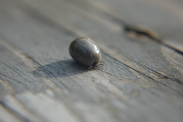 Castor bean tick (Ixodes ricinus) - Photo, Image