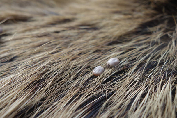 Zecche sulla lana di un maiale selvatico. Ixodes ricinus. - Foto, immagini