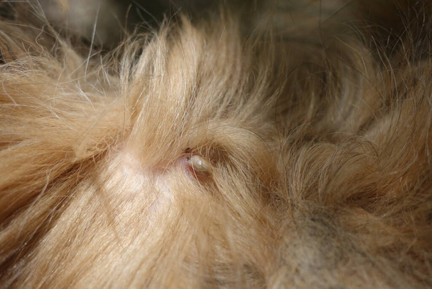 Help clean ticks from dogs - Photo, Image