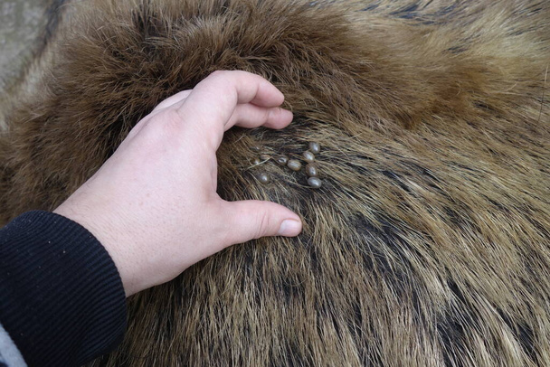 Teken op de wol van een wild varken. Ixodes ricinus. - Foto, afbeelding
