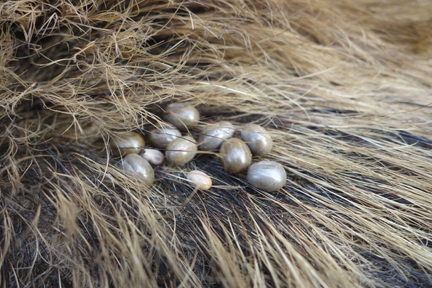 Ticks on the wool of a wild pig. Ixodes ricinus. - Photo, Image