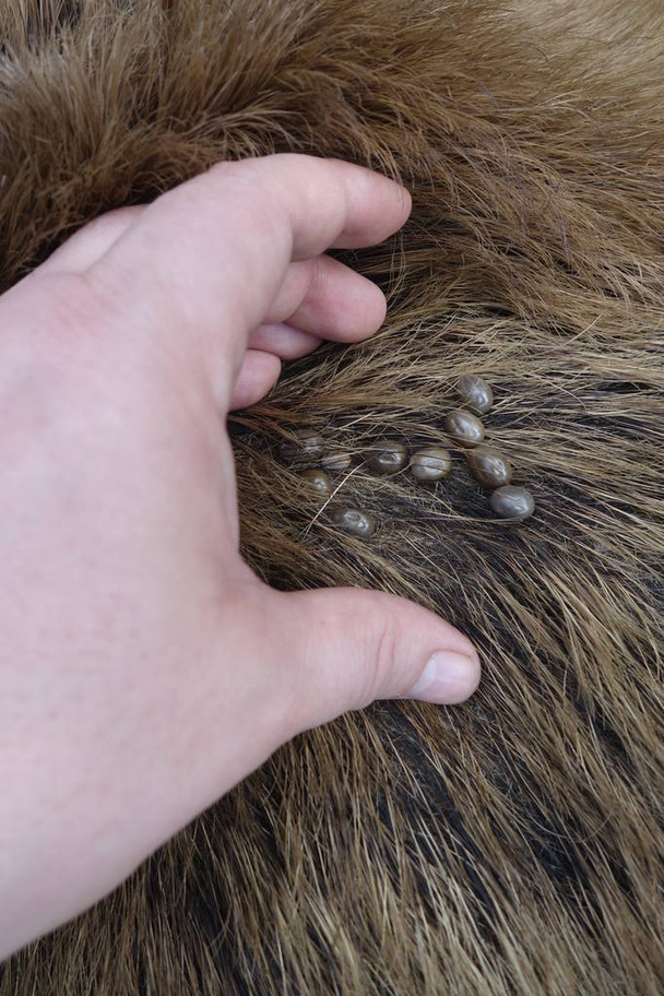Ticks on the wool of a wild pig. Ixodes ricinus. - Photo, Image